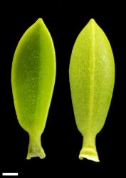 Veronica odora. Leaf surfaces, adaxial (left) and abaxial (right). Scale = 1 mm.
 Image: W.M. Malcolm © Te Papa CC-BY-NC 3.0 NZ